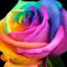 usman munir