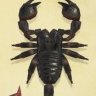 Scorpionpak