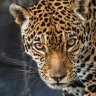 Jaguar707