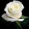 White Rose