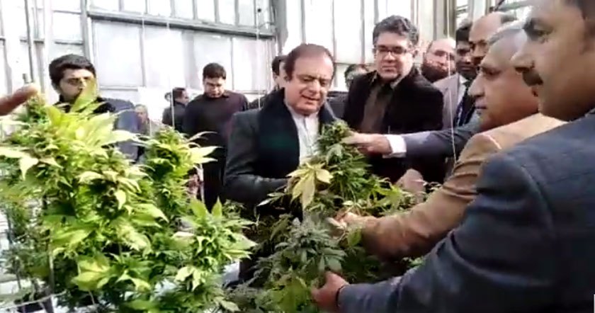 bhang111231.jpg