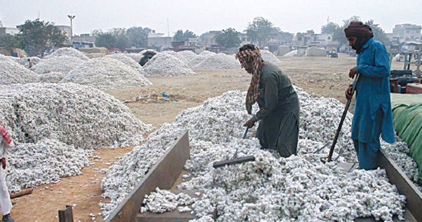 cotton-crop11.jpg