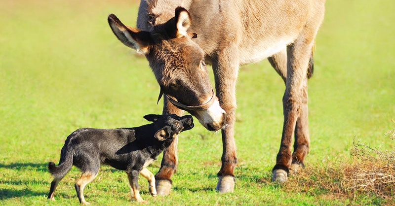 donkey-export-to-china-sent-hk.jpg