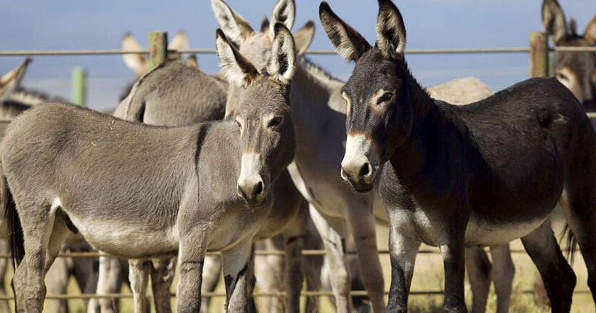 donkeys111.jpg