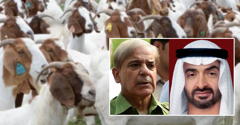 goats-uae-shehbaz-ss.jpg