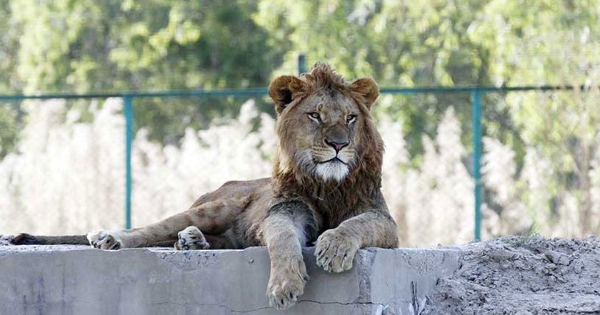 lahore-zoo1111.jpg