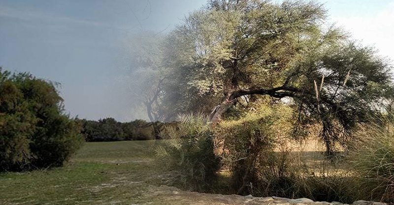 lashari-wala-jngl.jpg