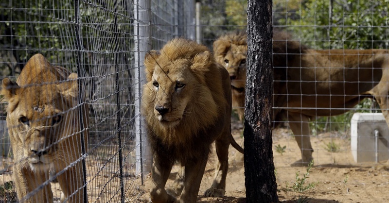 lion-circus-sheupura-oa.jpg