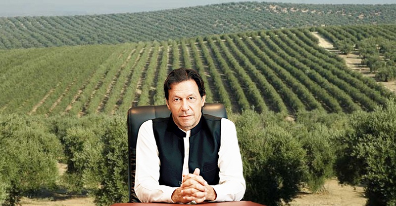 olive-pakistan-imran-s.jpg