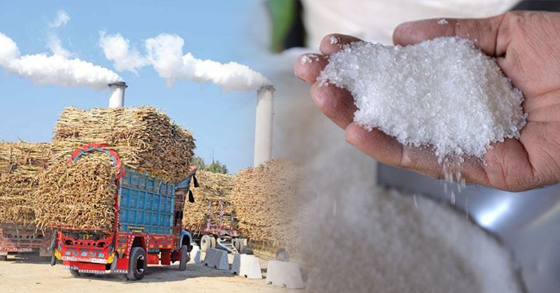 sugar-cane.jpg