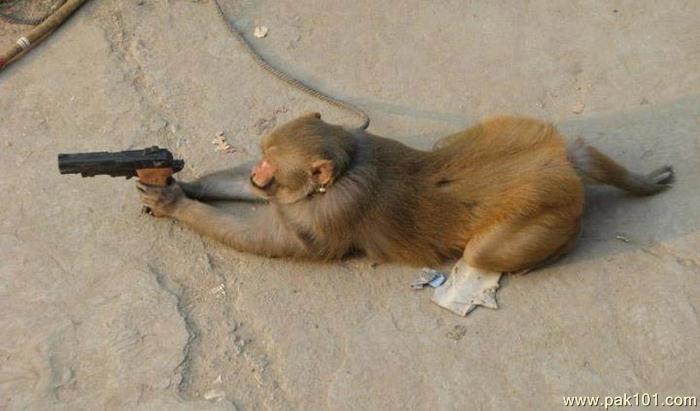 Funny_Monkey_xtptj_Pak101(dot)com.jpg