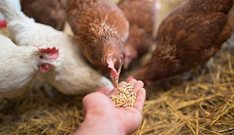 feed-chickens.jpg