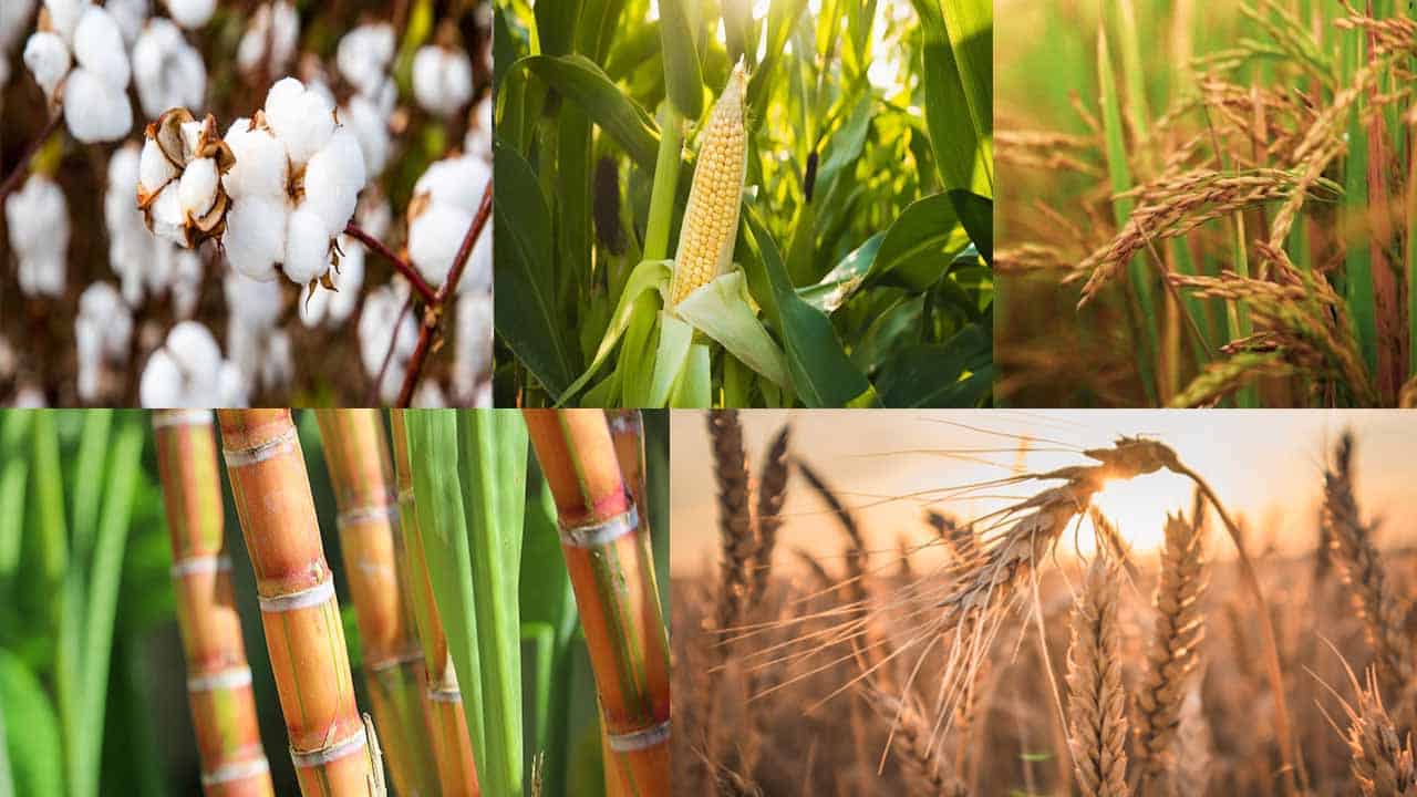 Major-Crops-in-Pakistan-5.jpg