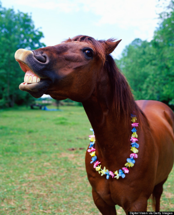 o-HORSE-570.jpg