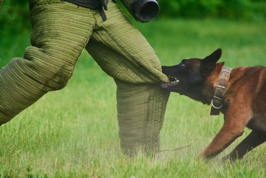 Dog-Bites-Lawyer-in-Atlanta-1024x683.jpeg
