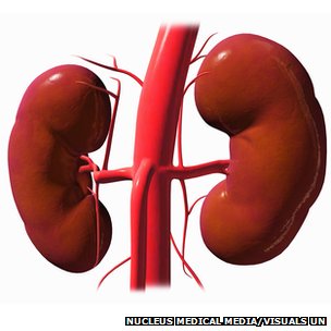 _65493475_kidney_right_and_left_spl.jpg