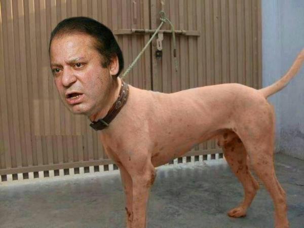 nawazkutta.jpg