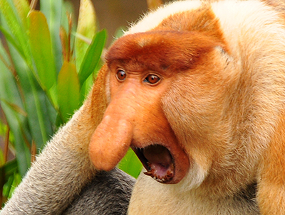 proboscis-monkey.png