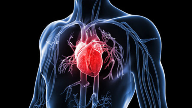 heart.jpg
