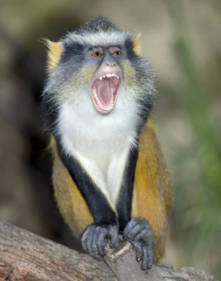 wolf-guenon-monkey-africa-gorilla-chimpanzee-13844925.jpg