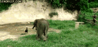 Elephant-vs-Chicken.gif