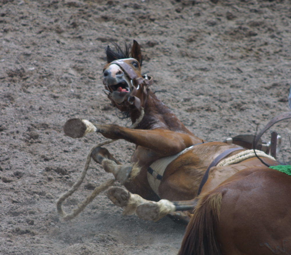 cfdscaredhorse.png