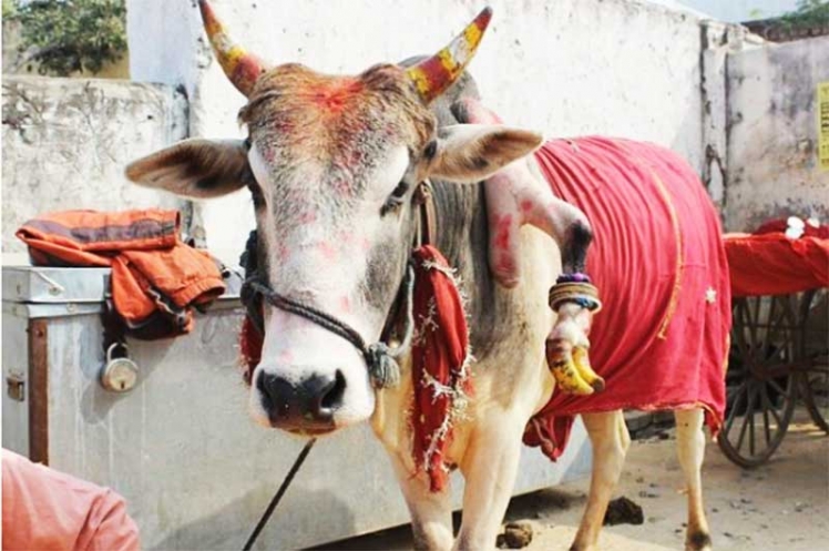 cow.jpg
