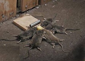 _images__Mouse-Trap.jpg