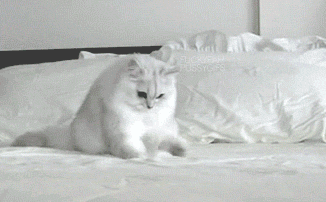 tumblr_lraqk4BYQK1r152dxo1_400.gif