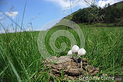 toadstool-growing-in-cow-dung-thumb22792033.jpg