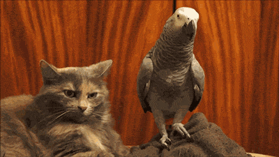 tumblr_mxfyipYaGp1rw1wnno1_400.gif