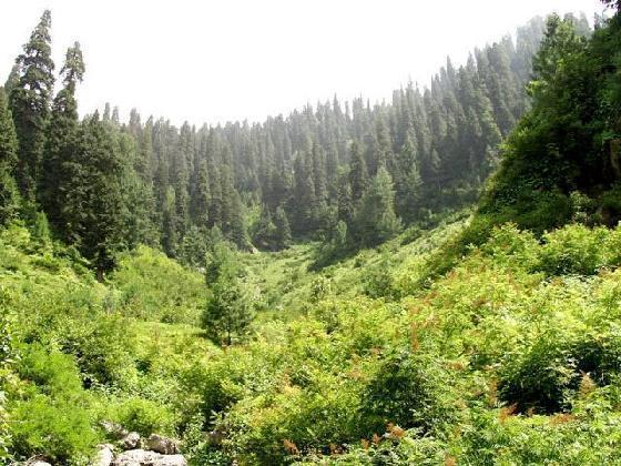 Nathia-Gali-with-Lush-Green-Forests.jpg