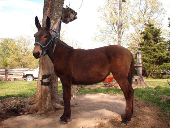 mare_mule_horse.jpg
