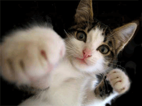 tumblr_lek74v6YbE1qakx30.gif