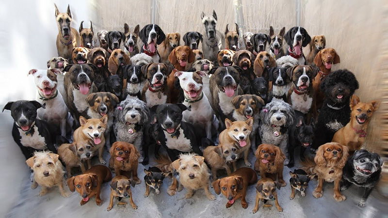 happy-dogs-may.jpg