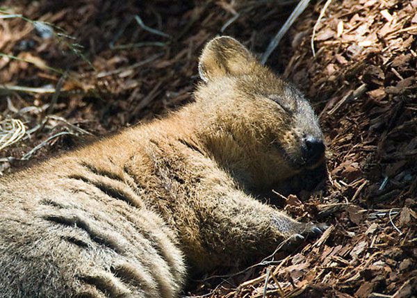 quokka3.jpg