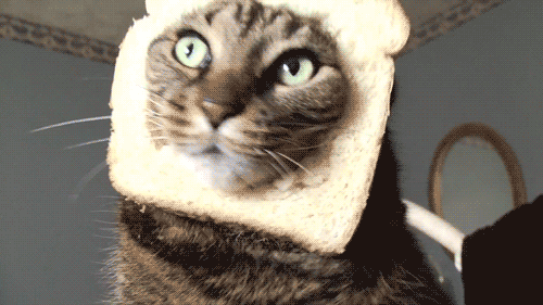 tumblr_mbxzq53ySp1rfl5t3o1_500.gif