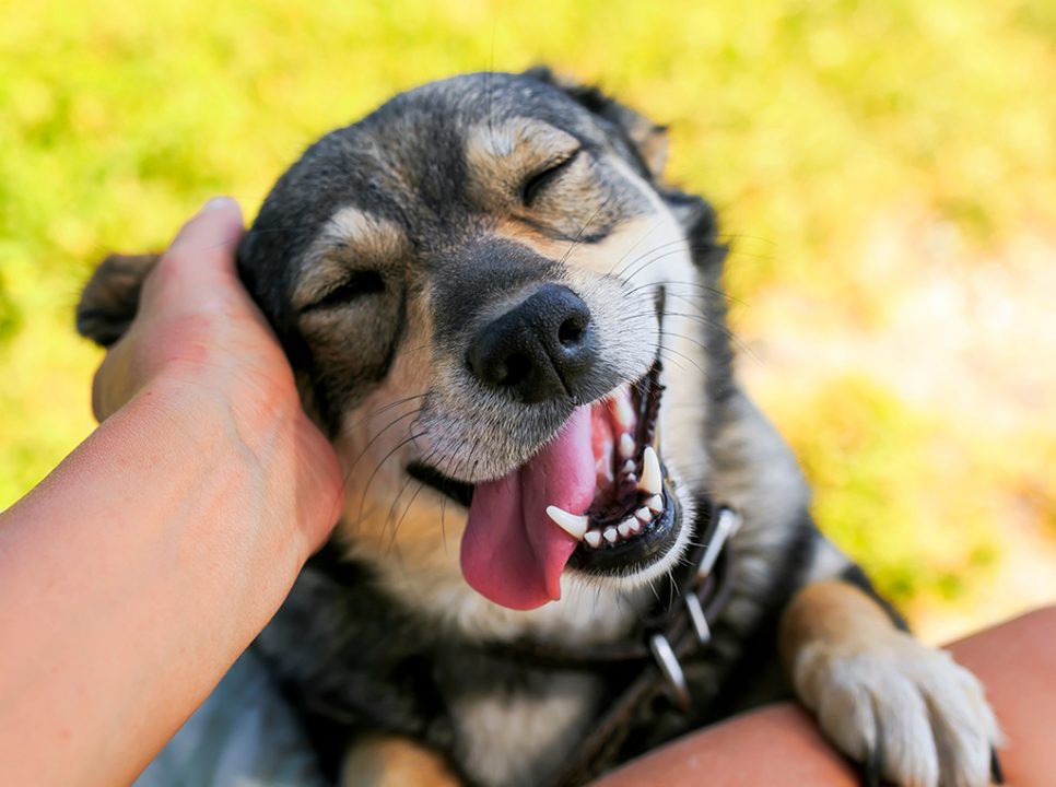 petting-dog-966x720-1.jpeg