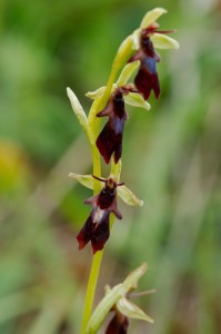 Fly-Orchid-199x300.jpg