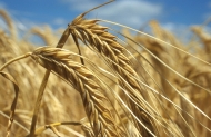 www.fao.org