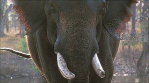_48599980_elephbbc.jpg
