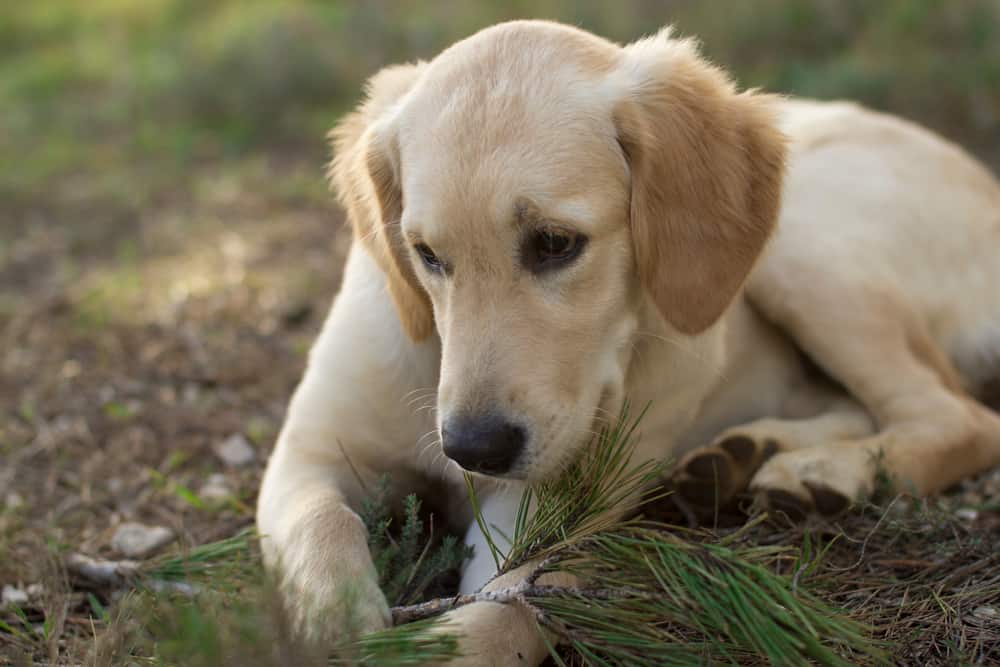 what-happens-if-a-dog-eats-maggots.jpg