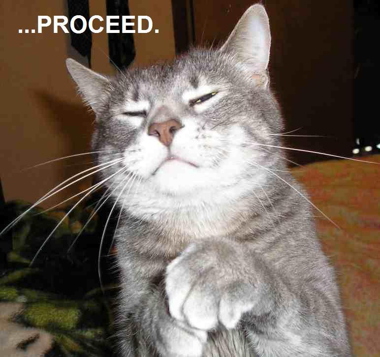 funny+cats-1.jpg