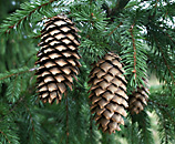pine-cones.jpg