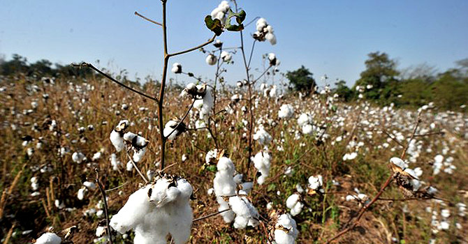 cotton-field-afp_670.jpg