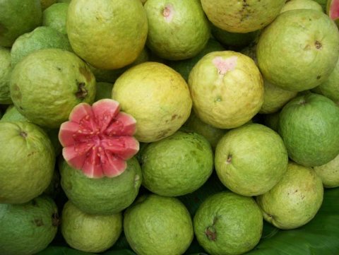 guavas.jpg_w480.jpg