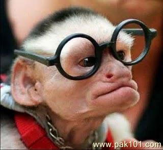 Funny_Monkey_tlrxa_Pak101(dot)com.jpg