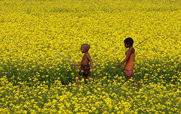 children-in-mustard-field.jpg