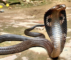 CobraSnake-300x251.png