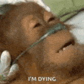 dying-monkey-dying.gif